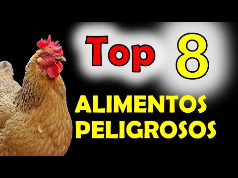 , title : '8 cosas que las gallinas NO DEBEN COMER - alimentos pueden ser peligrosos'