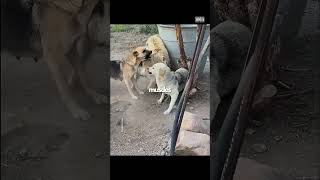 King Charles Won’t Let it Happen!