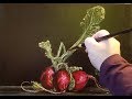 Red Radishes Oil Painting On Canvas
