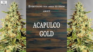 Acapulco Gold | Best Buds Strain Spotlight | MP Original