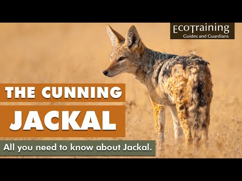 Learn the facts: All you need to know about Jackal | EcoTraining