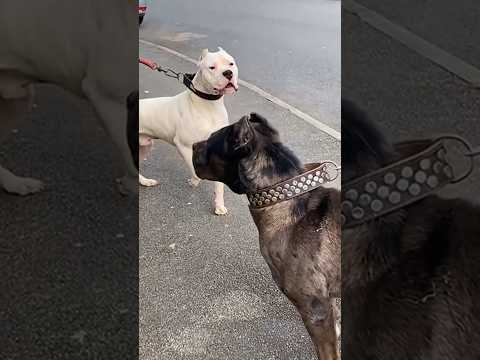 Cane Corso VS Dogo Argentino 🔥 #shorts #dog #shortvideo