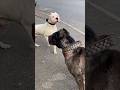 Cane Corso VS Dogo Argentino Shorts Dog Shortvideo