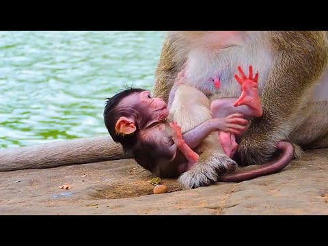 1M Views Monkey and 4 more