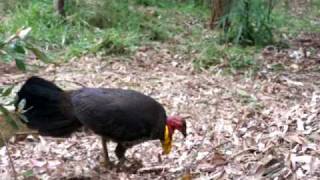 preview picture of video 'Brush Turkey at Lane Cove River Tourist Park Sydney'