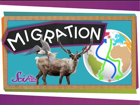 Migrations: Big Animal Trips | Science for Kids