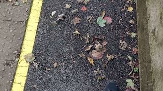 # 387129 and 387227 on the 15:55 to London Victoria from Eastbourne #