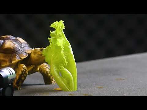 Too Cute Baby TURTLE TORTOISE Animals Eating Food - ASMR MUKBANG EATING FOOD 먹방 🐢11