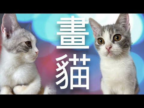 雙色素描 | 動物寫生 | 屯門畫室貓店長龍仔 | 點解咁可愛 | 貓仔大得好快 | 平時最鍾意踢波 | 所有學生都鍾意摸佢唔畫畫  #屯門畫室 #素描