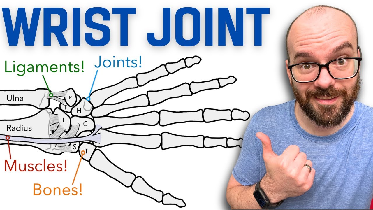 Anatomy of the Wrist (Radiocarpal) Joint | Bones, Ligaments, and Muscles