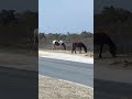 Wild Horses in Assateague State Park #shorts, #wildhorses, #statepark