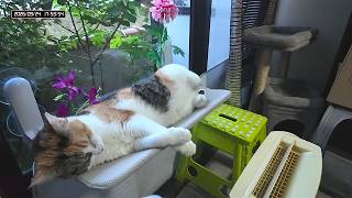 三毛猫フミちゃん  LIVE配信   2026年9月24日　calico cat　(LIVE stream)