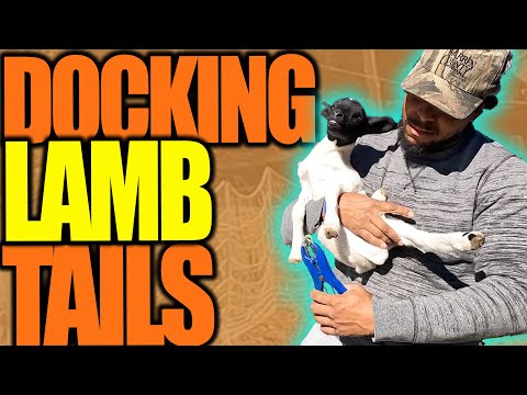 LAMB TAIL DOCKING ⎪ HOW TO BAND LAMB TAILS ⎪ EVERYTHING YOU SHOULD KNOW!