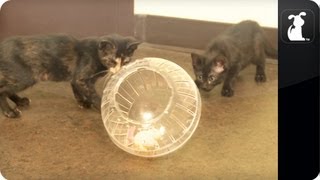 These cats are actually having a ball.