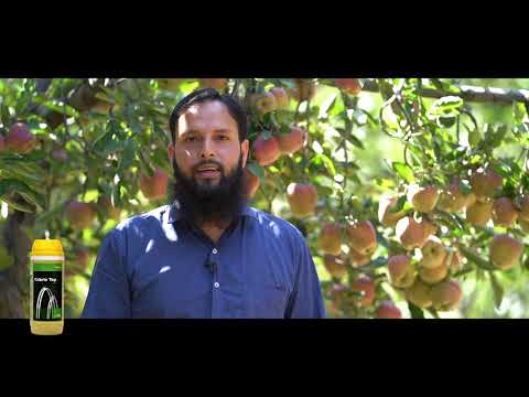 600gm BASF Cabrio Top Metiram  Pyraclostrobin   Fungicides