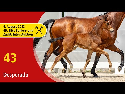 49th Verden Elite Foal -OnLive-Auction- Aug. 4th, No. 43 Desperado by Despacito - Fürst Belissaro