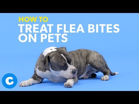 How to Treat Flea Bites on Dogs & Cats | Chewy