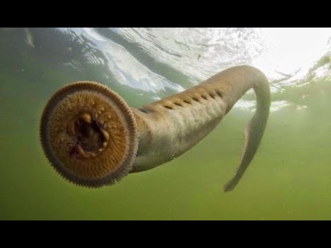 SCP 2191 (The Dracula Factory)