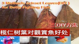 如何製作榄仁树葉提取物给觀賞魚。How to  Extract Catappa Leaves  (Indian almond leaf) for Betta   Fish  and Benefits。