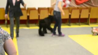 , видео 07.06.2015