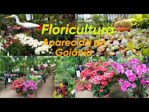 Floricultura Garden em Aparecida de Goiânia-GO 2023