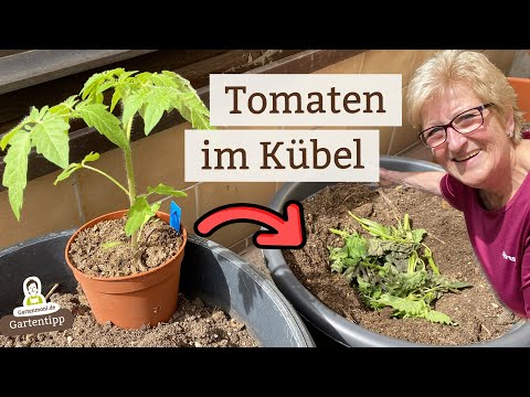 So eingepflanzt gedeihen Tomaten auch im Kübel fabelhaft!