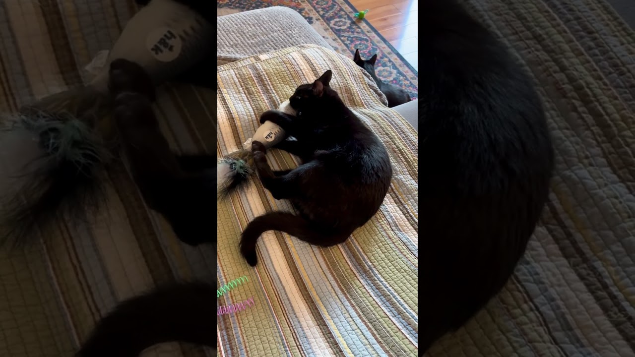 Enlarge Poppy [bonded with sister, Fern], a ADOPTABLE mixed breed in Benicia, CA video 6/6