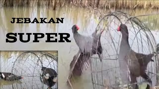 Download lagu Cara memikat burung sawah - burung mandar batu mp3