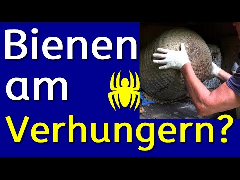 Hungert der Bienen-Korb Lüneburger Stülper? Zuckerwasser füttern, Bayvarol entnehmen - Heideimkerei