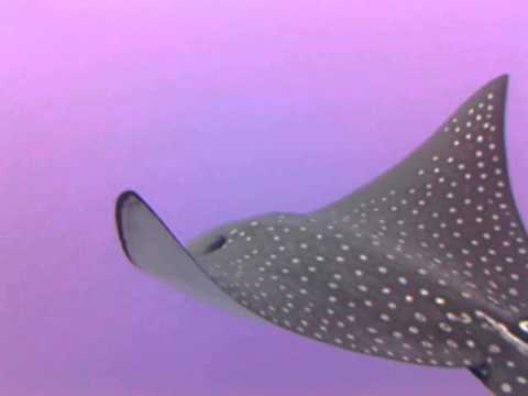 Adlerrochen am Hausriff SUBEX-Basis