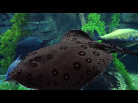 The Best 4K Aquarium for Relaxation  Relaxing Oceanscapes - Sleep Meditation  UHD Screensaver