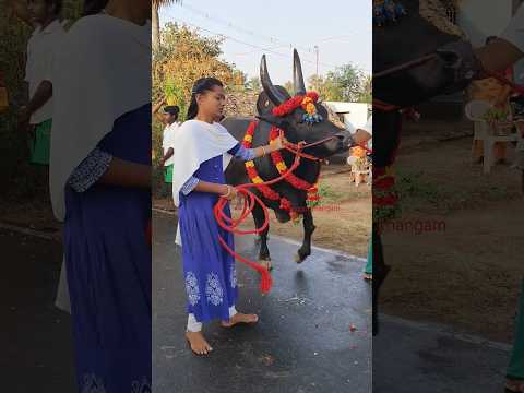 #jallikattu