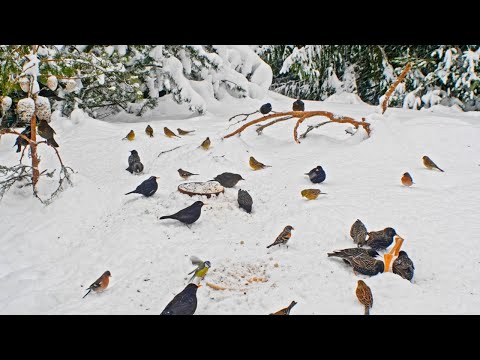 CAT TV NO ADS😺 Lots of Birds in Snow for Cats to Watch and Slap