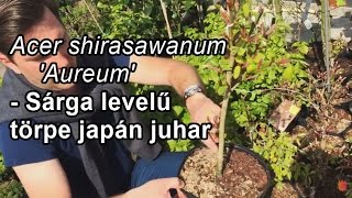 Acer shirasawanum 'Aureum' - Sárga levelű törpe japán juhar