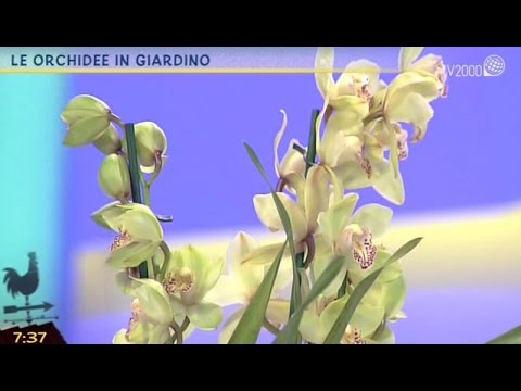 , title : 'Pollice verde: le orchidee in giardino'