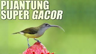 Download lagu Suara Gacor Burung Pijantung Di Alam mp3