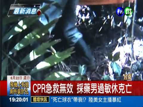 上山遇蜂群攻擊 採藥男急救無效