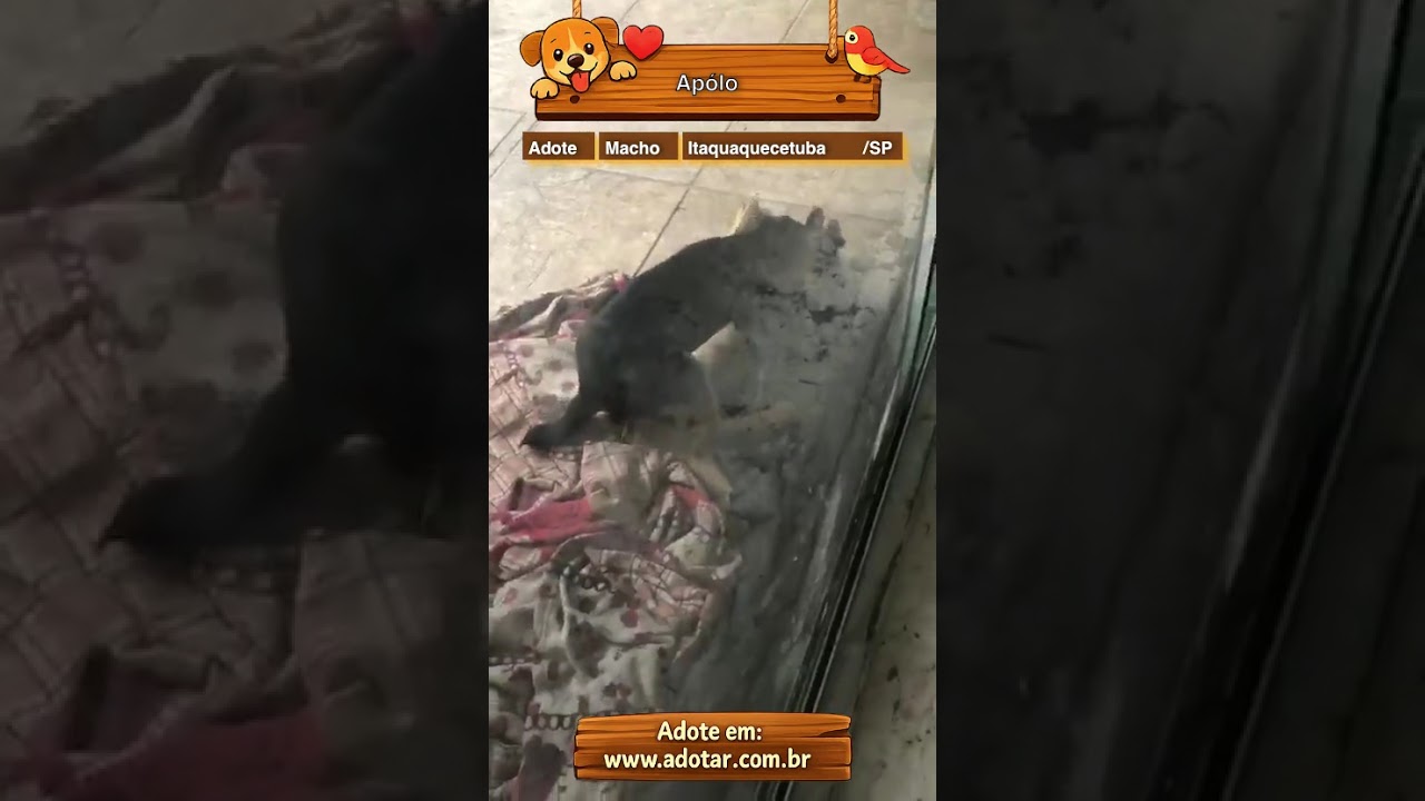 Cachorro raça SRD-ViraLata idade 2 a 6 meses nome Apólo 
