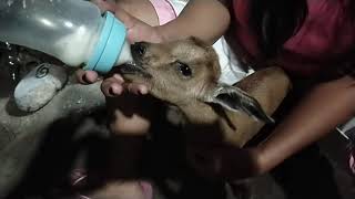 HOW TO FEED THE BABY GOAT using bottle @bilocanokami1292