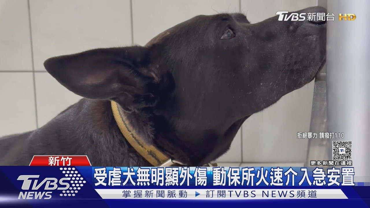 影音/新竹跛腳黑狗疑受虐 飼主「狂揮木棒」:不尿尿才嚇牠