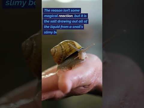 Snails 🐌 Why Does Salt Kill Snails?