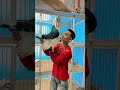 Super Pigeon Status Shorts