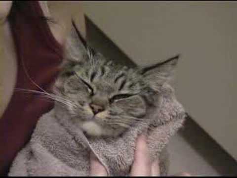 How to Give a Pill to Your Cat 1