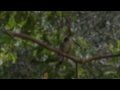 Tooth Billed Bowerbird Calling