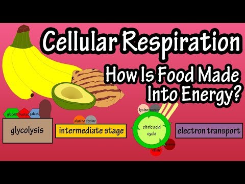 What Is Cellular Respiration - How Do Cells Obtain Energy - Energy Production In The Body