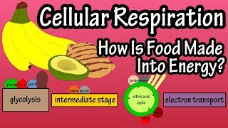 What Is Cellular Respiration - How Do Cells Obtain Energy - Energy Production In The Body