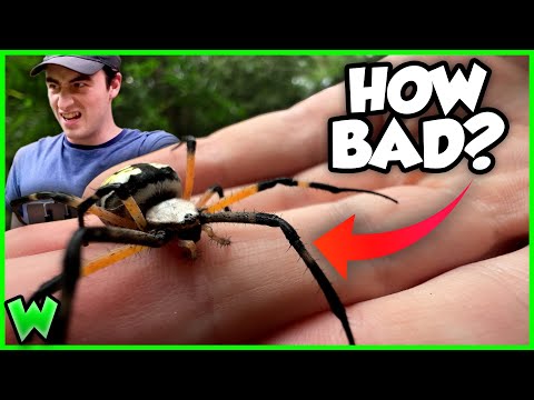 Garden Spider BITE! Is it Dangerous?