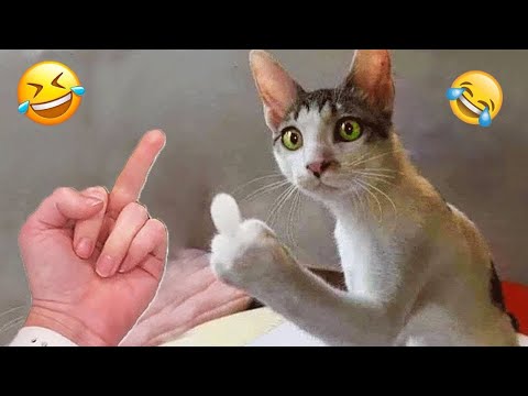1 heure essayer de ne pas rire 🤣 meilleurs chiens et chats drôles partie 12