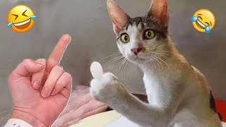 1 heure essayer de ne pas rire 🤣 meilleurs chiens et chats drôles partie 12