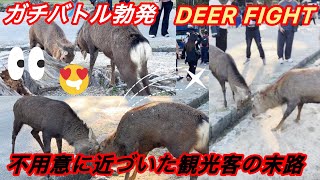ガチバトル勃発🌸🦌不用意に近づいた観光客の末路🌿🌸| DEER FIGHT (奈良公園) ‼️